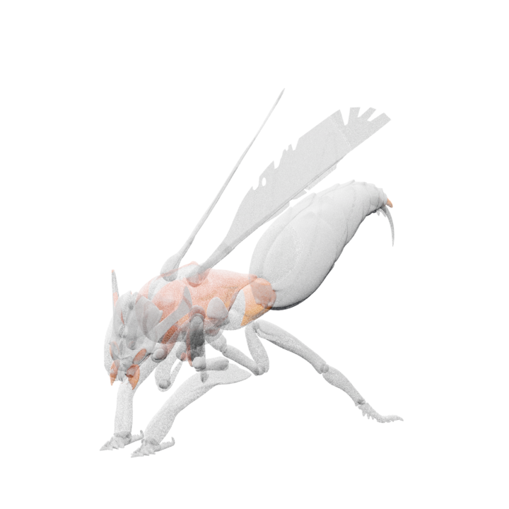 Wind Wasp enemy model
