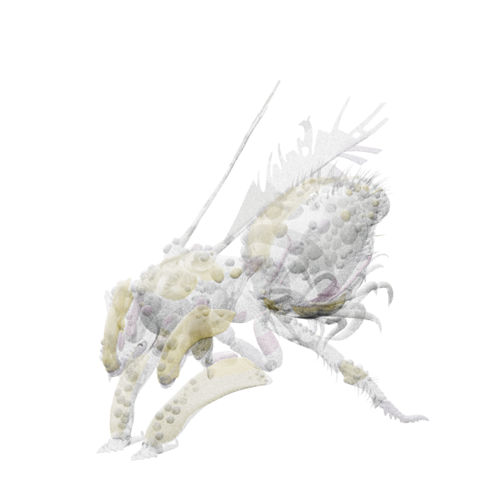 Filthy Wasp boss model